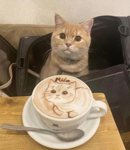 Вы поехавшие? Я кот, мне нельзя кофе