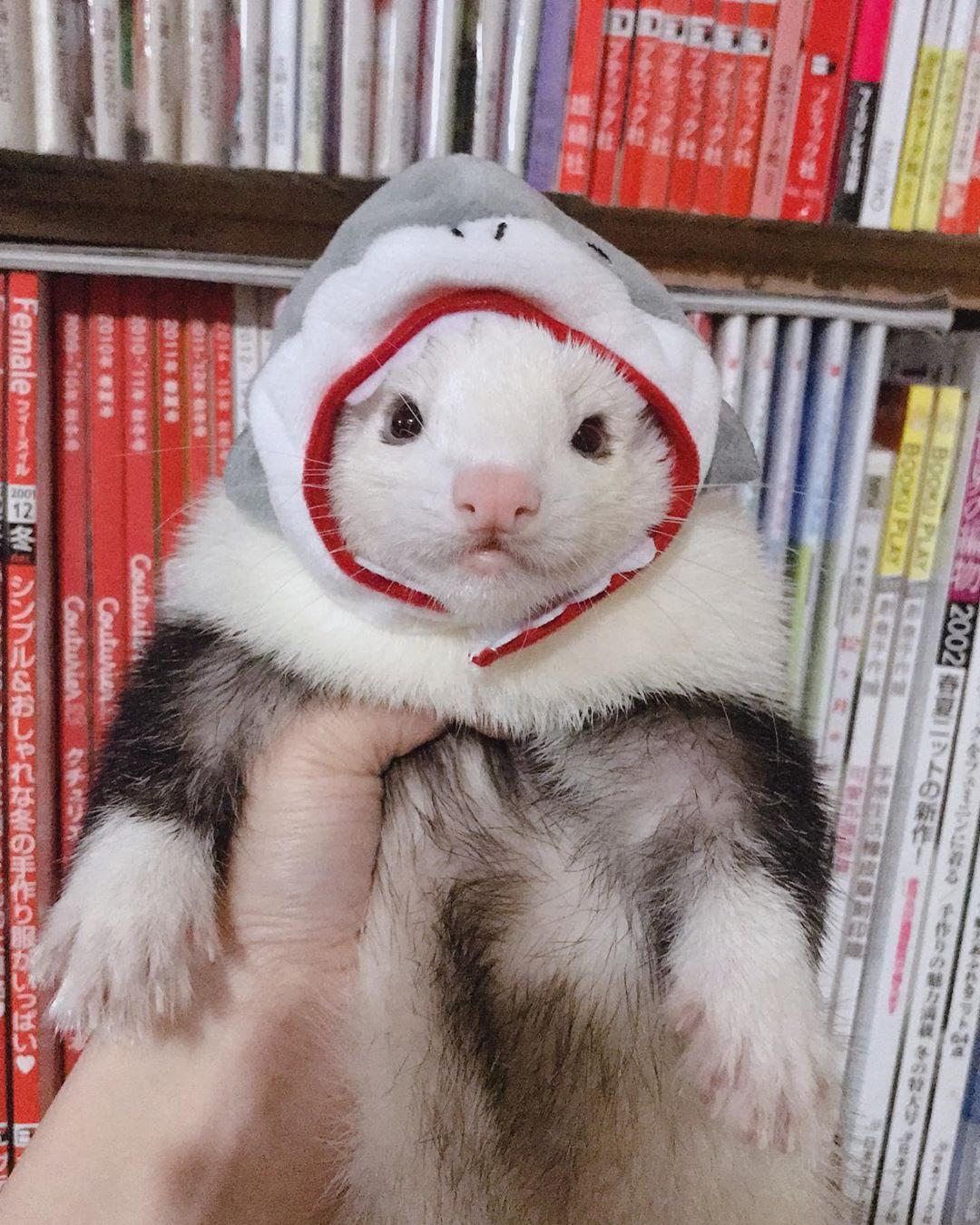 Не ежедневный недайджест №25 