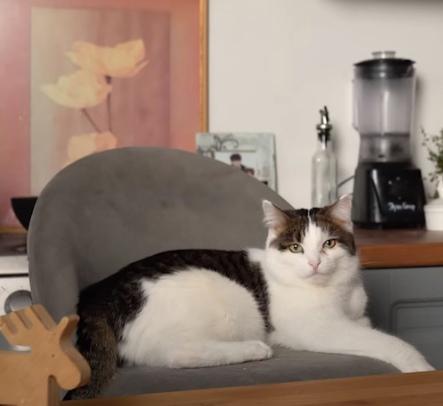Матюша с канала "Matt The Cat