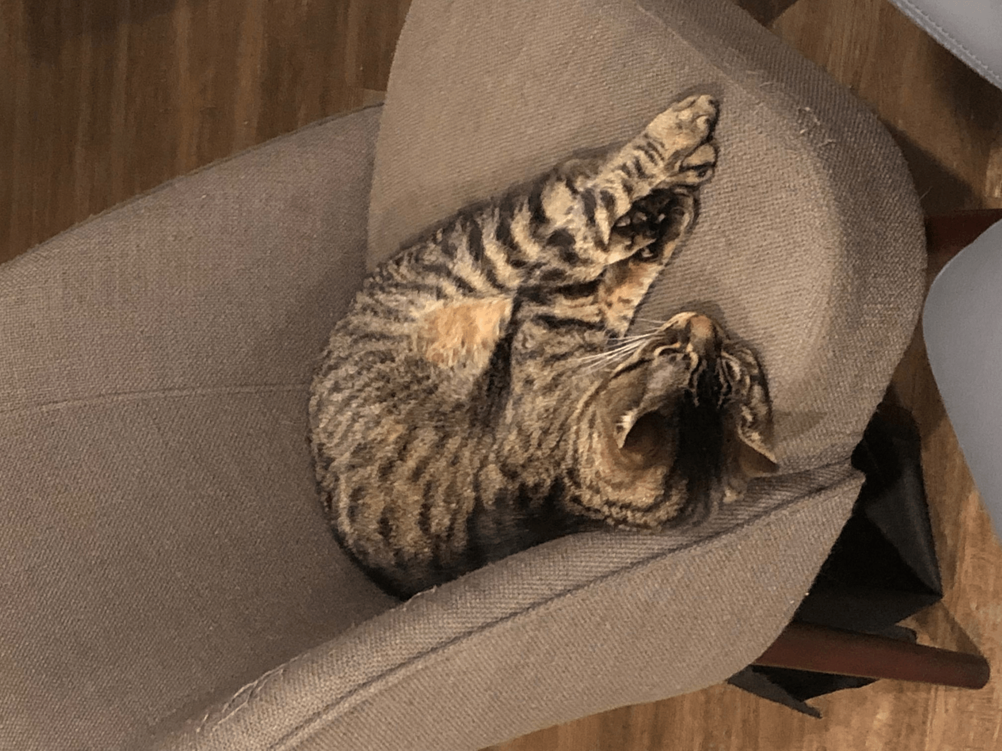 Jojo, домашний кот Тарна :з